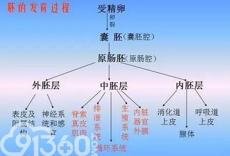 胚的发育过程